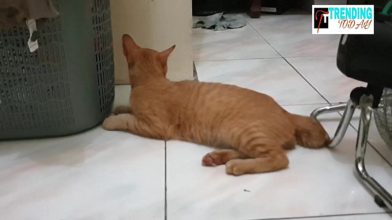 کُری خونی گربه سیاه و سفید برا...