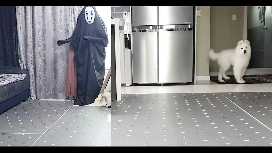 شوخی خرکی با سگ و گربه