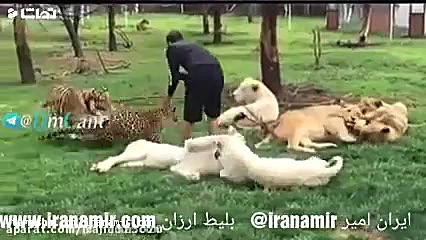 ببری که از حمله پلنگ یه طرف نگ...