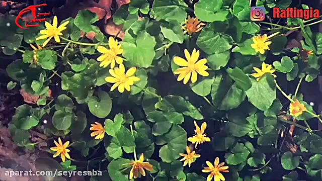 اهنگ تبریک عید نوروز