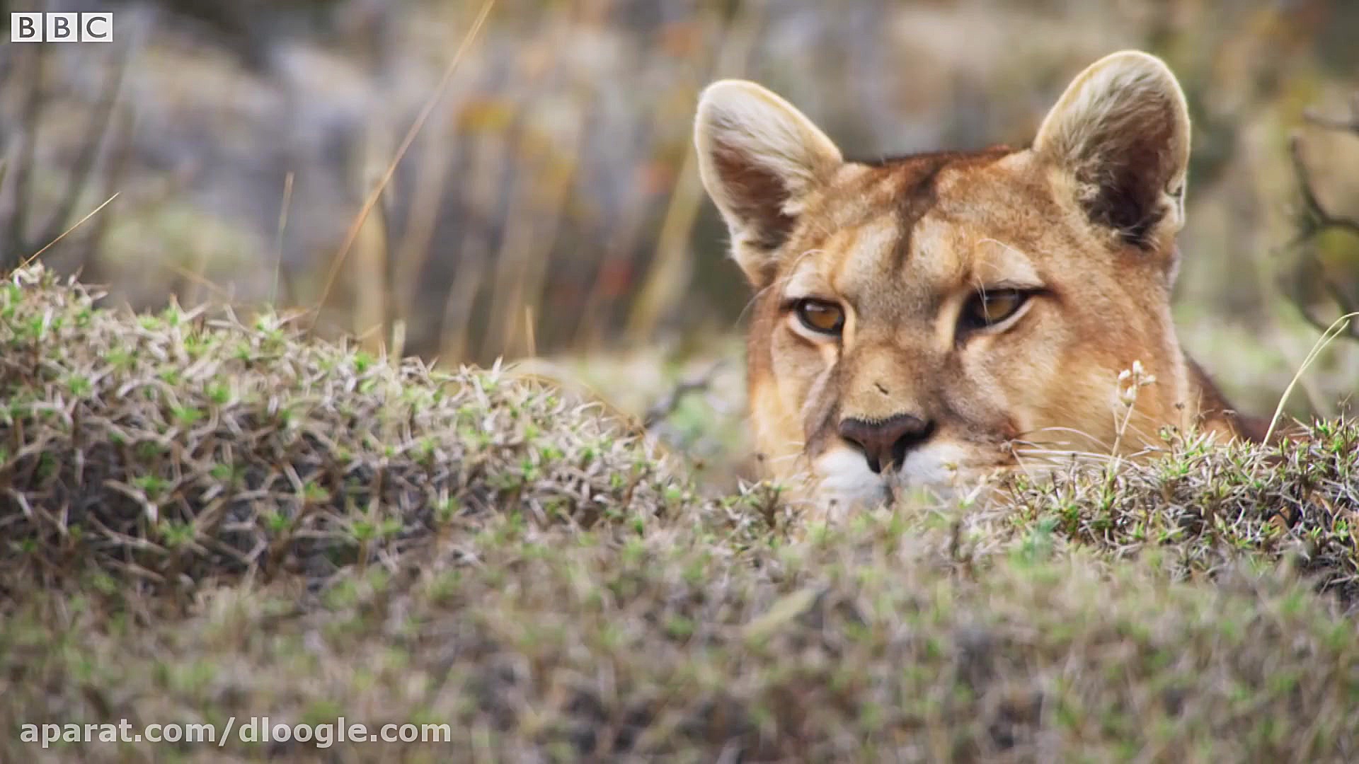 حمله های ناموفق شیر کوهی به شت...