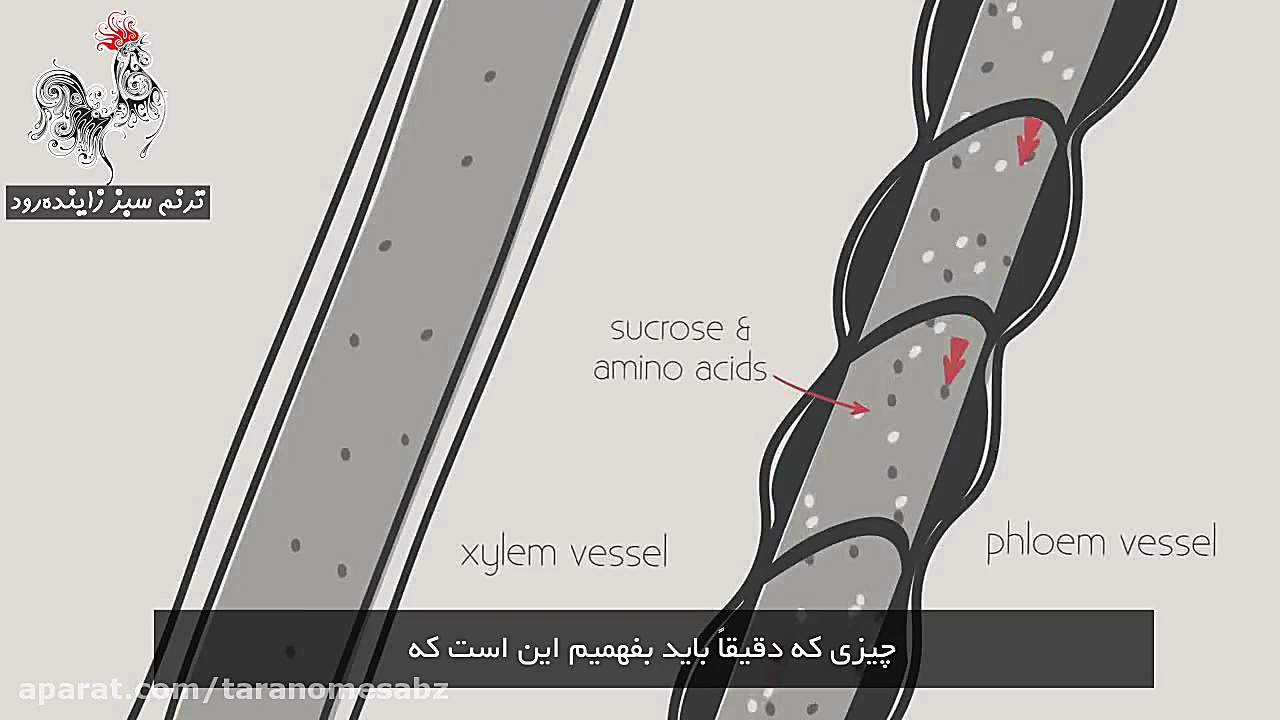 انتقال در گیاه  قسمت سوم