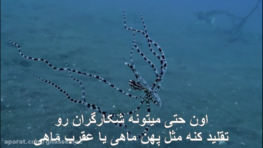 حقه نارگیلی و فرار از مرگ (زیر...