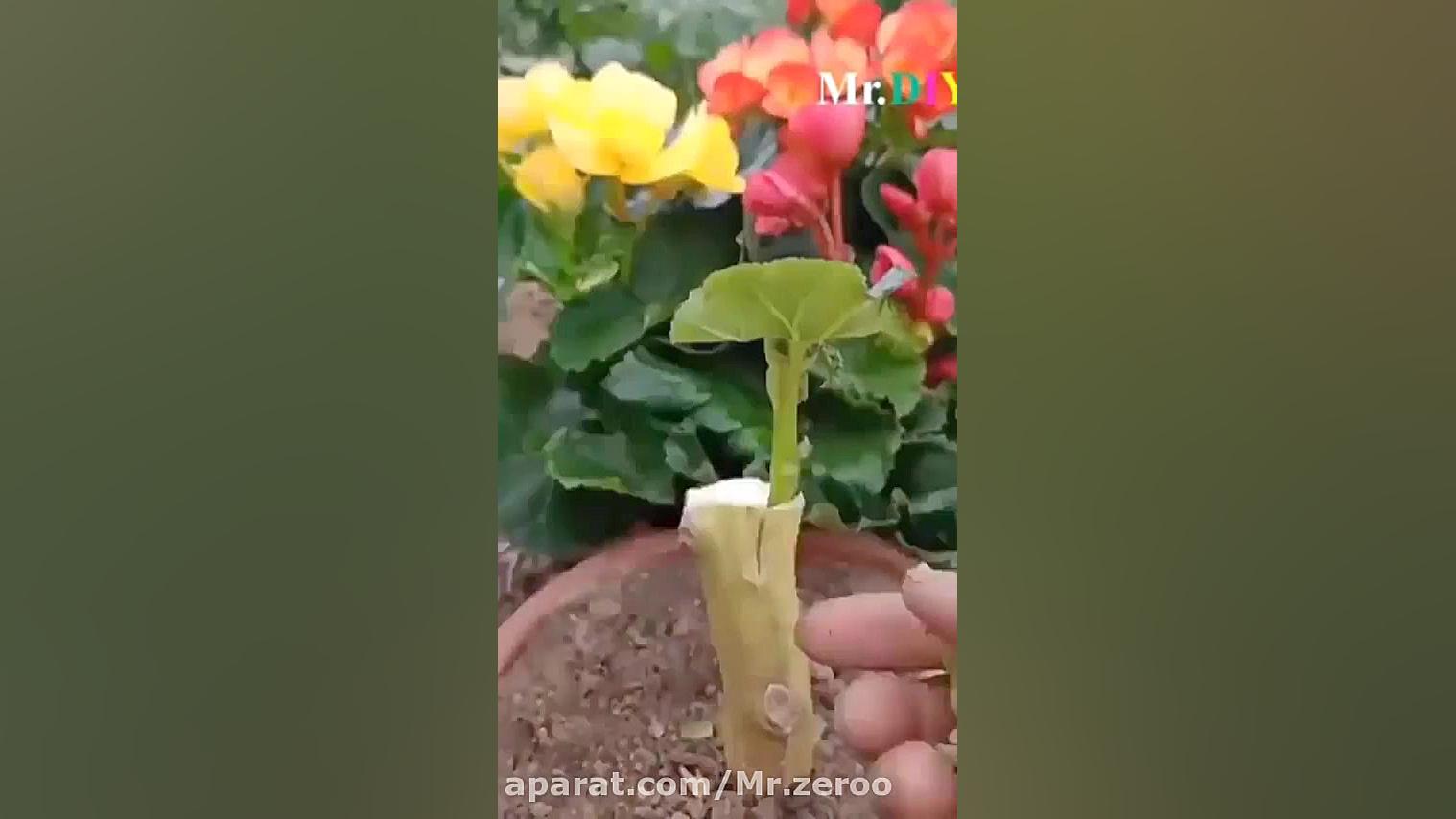 چند نوع پیوند را ببینید،پیوند...