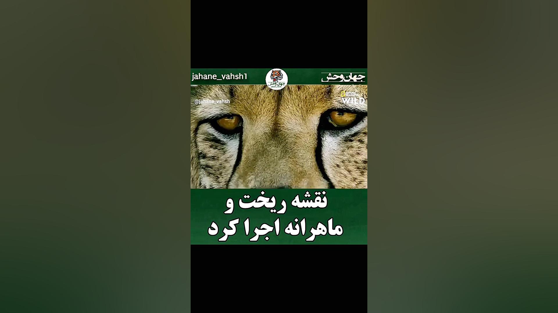 شکار زیبا وجذاب ببر