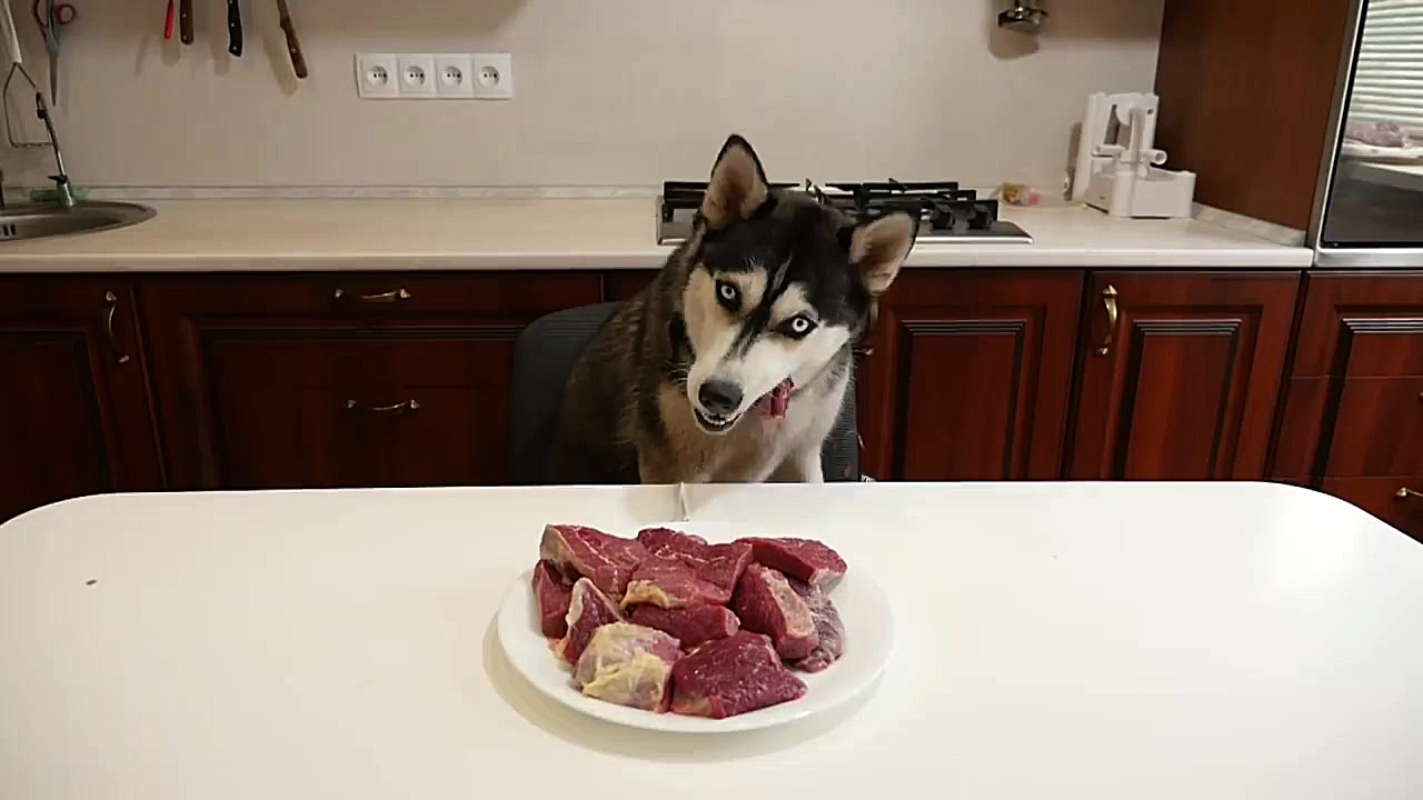 ویدیو ASMR از گوشت خوردن سگ ها...
