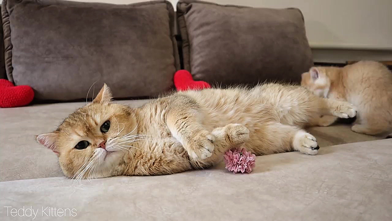 ترس بچه گربه طلایی خوشگل از دی...