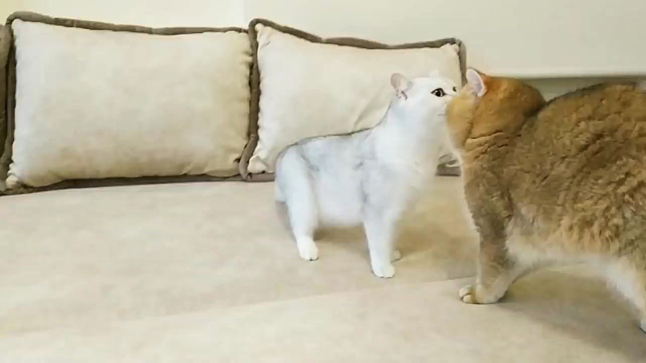 اولین ملاقات بچه گربه سفید ناز...