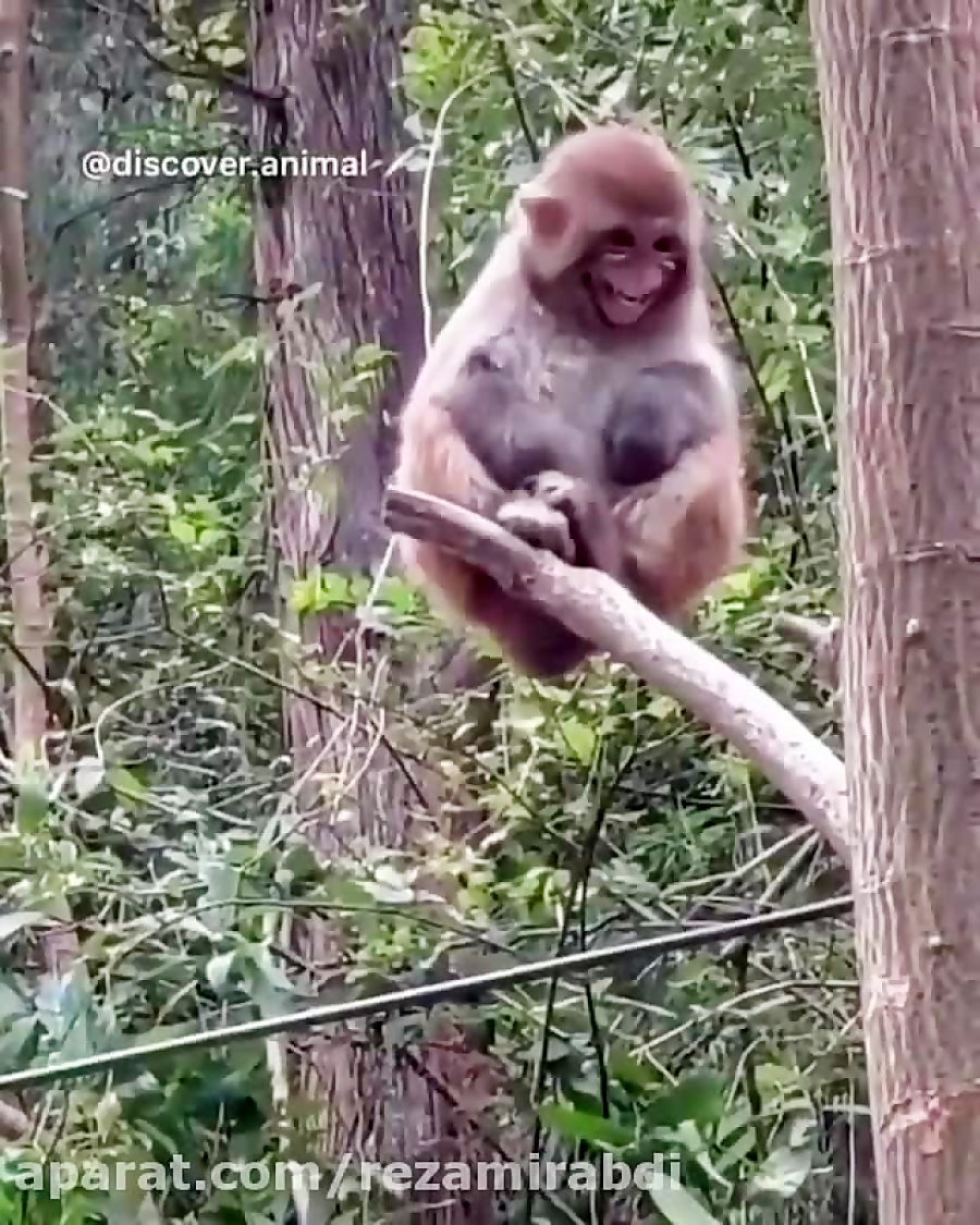 خنده های میمون...صداگذاری