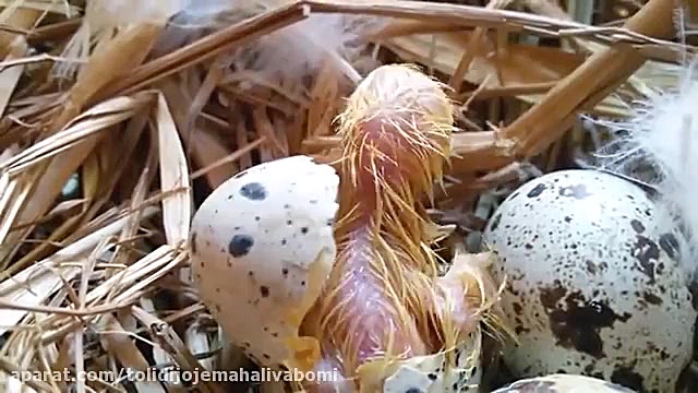 آموزش جوجه کشی تخم بلدرجین با...