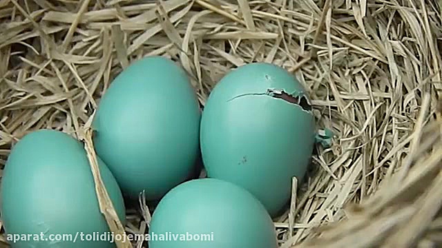 جوجه کشی با تخم های پرندگان