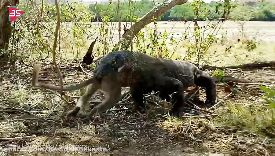 بلعیده شدن یک میمون توسط اژدها...