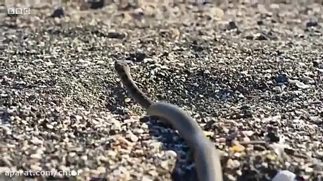 مستند حیوانات