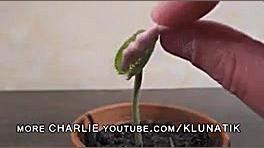 ببین چه طوری این گیاه آدامس می...