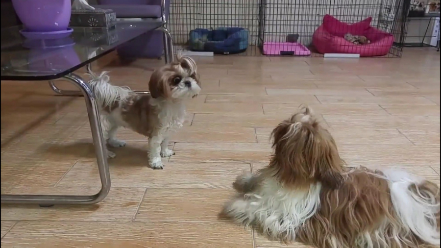 خواستگاری آقای شیتزو از خانم ش...