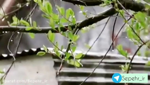 بهار فریدون آسرایی