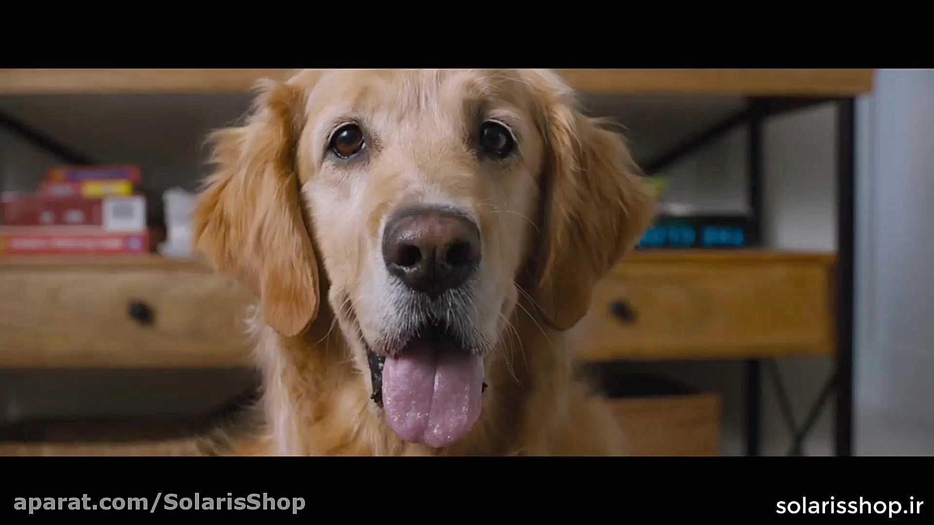 تریلر فیلم Sonic the Hedgehog...