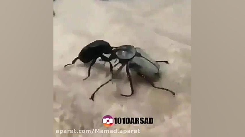 جنگ و جدال بین دو ابرقهرمان