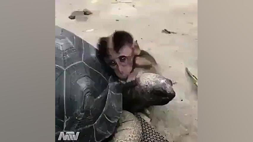 دوستی بچه میمون و لاک پشت