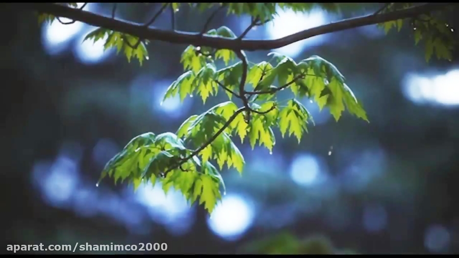 بهار بارونی