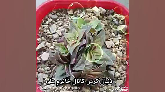 ترانه رضا بهرام به نام آتش من...