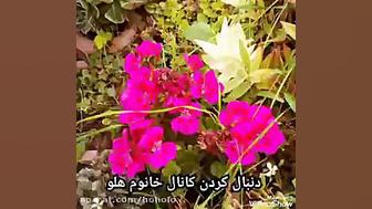 موزیک گل عشق از رضا بهرام: در...