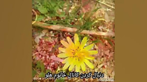 موزیک کاش از رضا بهرام: کاش را...