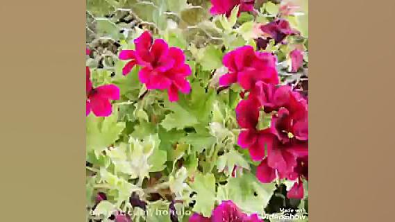 آهنگ مو به مو رضا بهرام مو به...