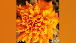 موزیک کجایی با صدای رضا بهرام...