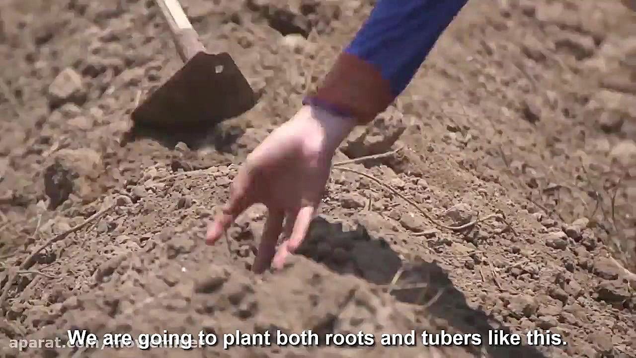 ادویه و گیاه عالی در زردچوبه...