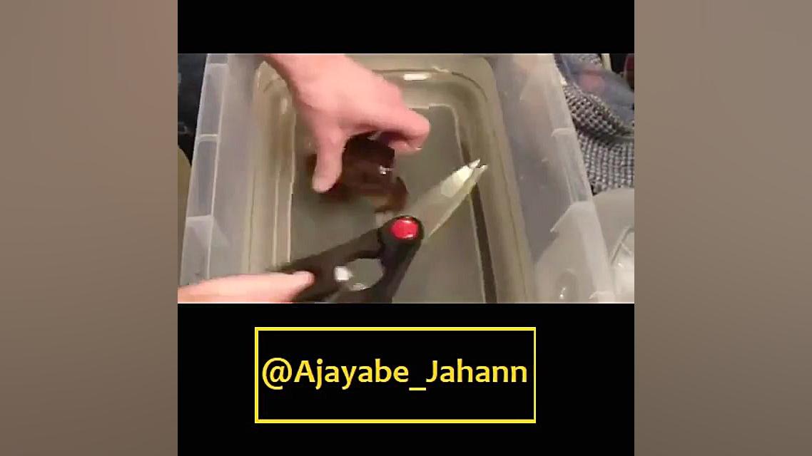 لحظه به دنیا آمدن ماهی