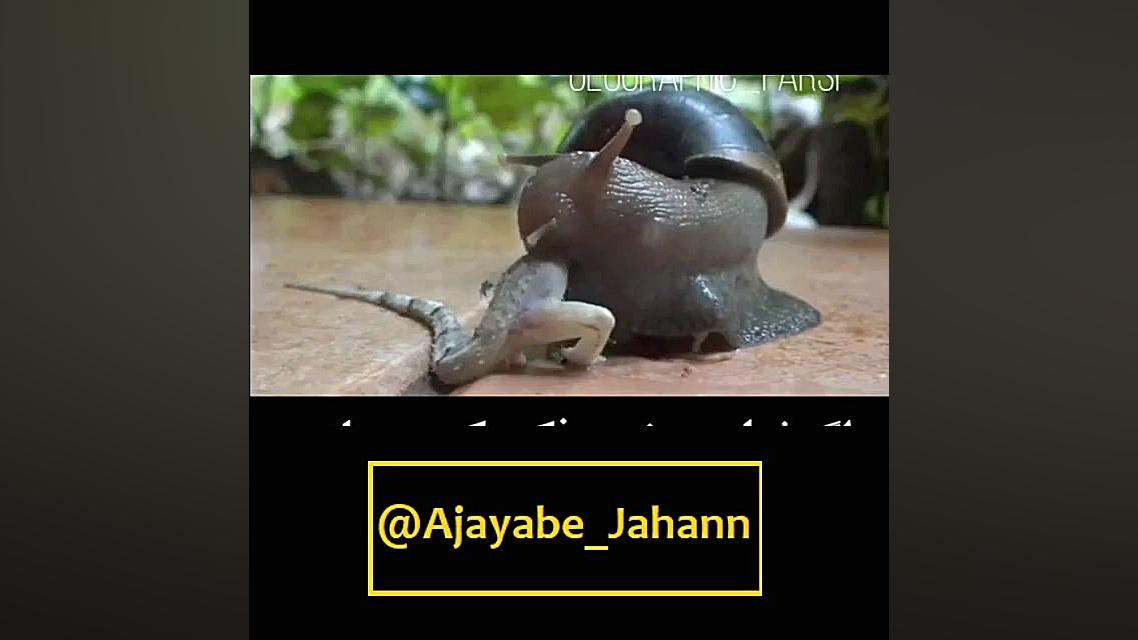 خوردن مارمولک توسط حلزون