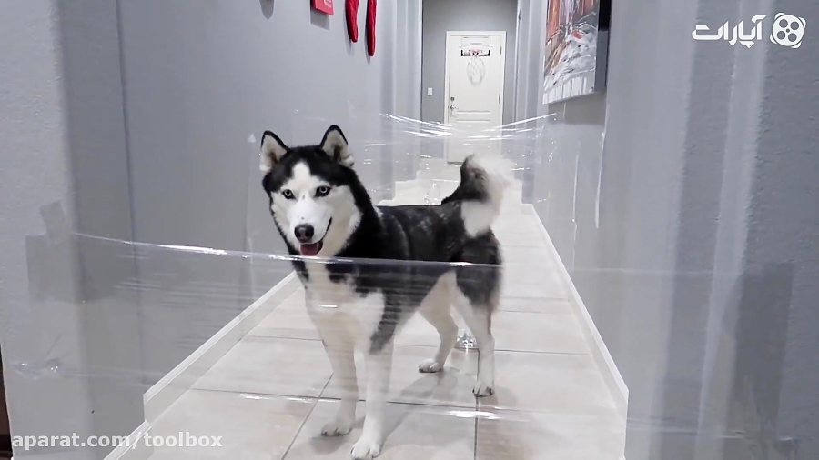 مسابقه سگ ها در خانه