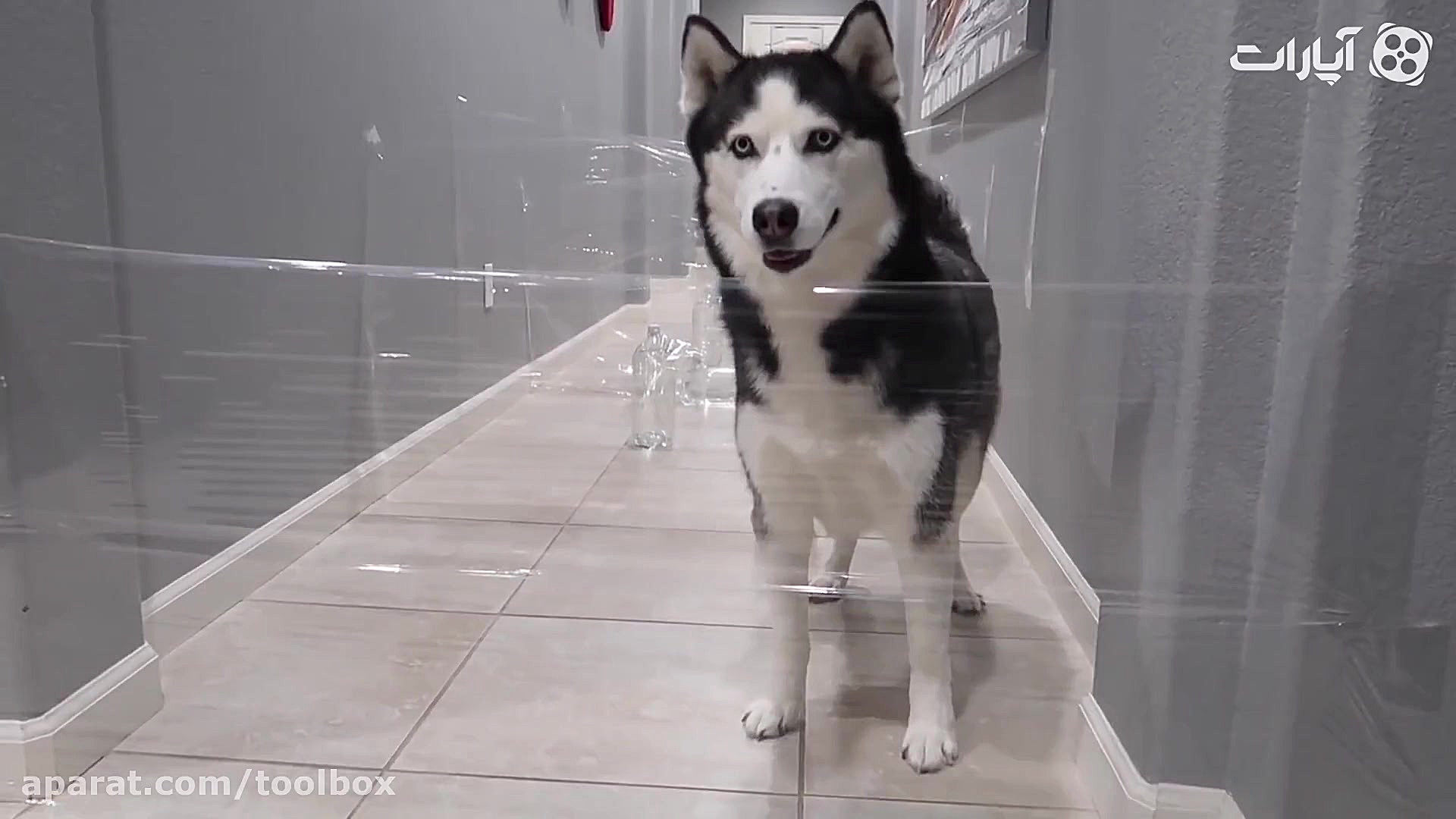 مسابقه سگ ها در خانه