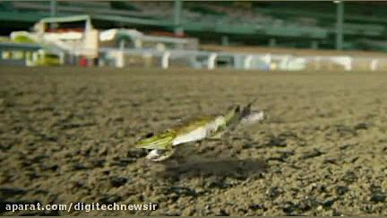 کارتون باب اسفنجی | قسمت 241