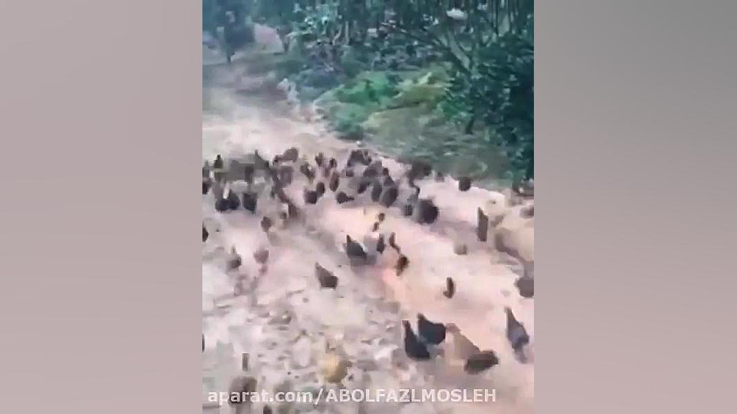 کرونادان سورابجورگجاخ۱۳بدره