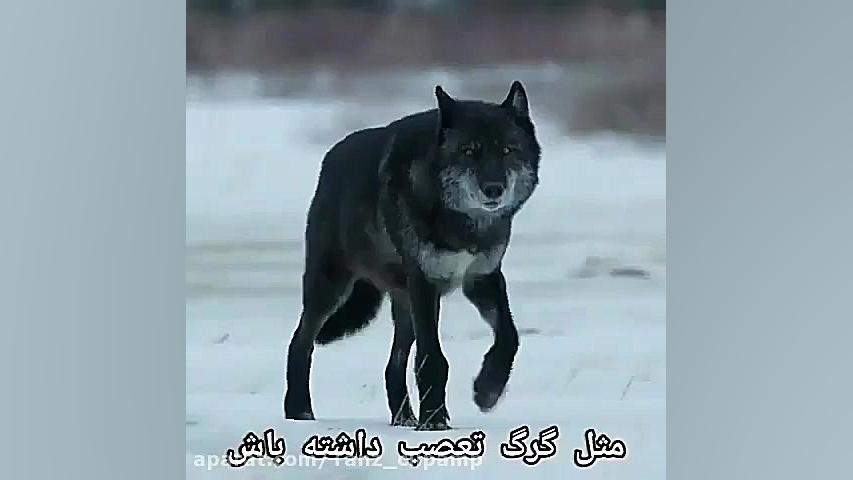 کلیپ لاتی....