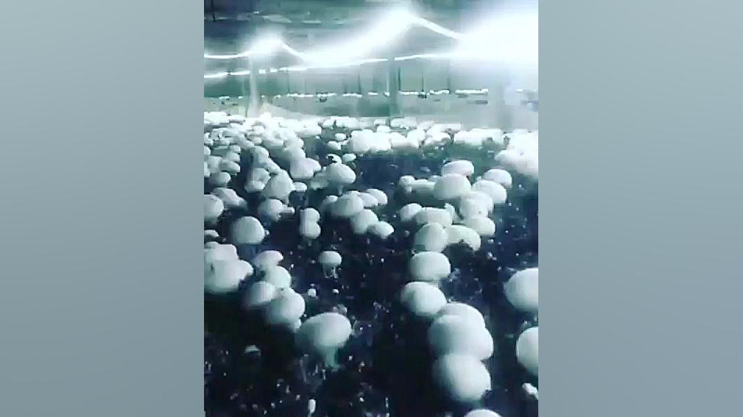 آموزش پرورش قارچ صفرتاصد