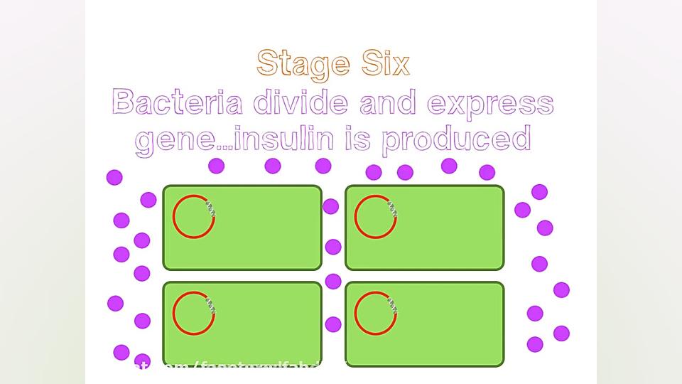 خلاصه ای از مراحل مهندسی ژنتیک