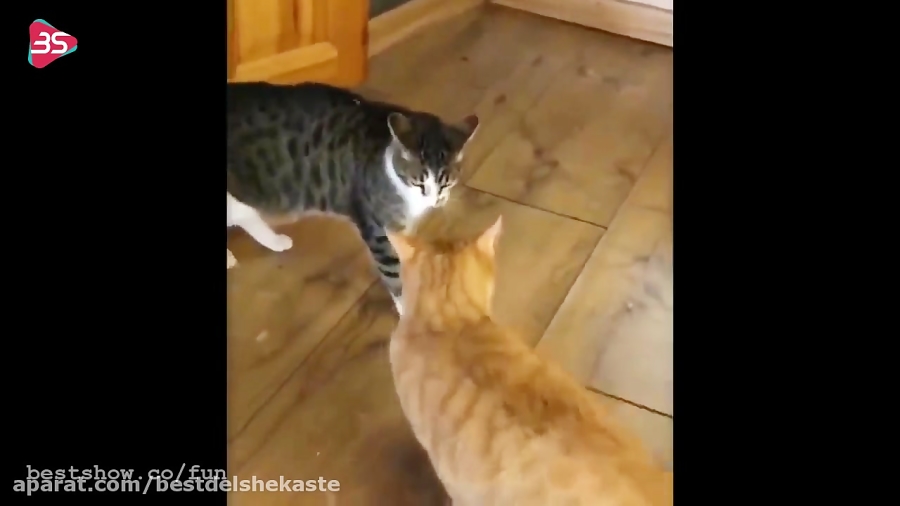 یه کلیپ خنده دار از دنیای بامز...