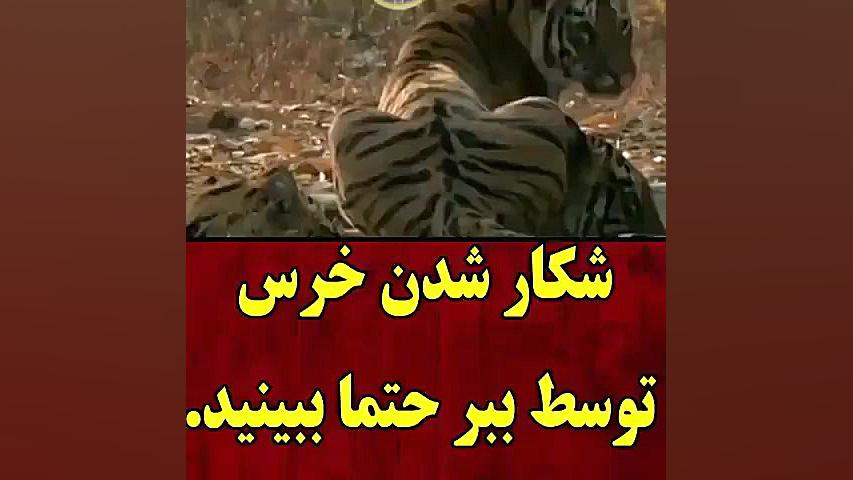 شکار خرس توسط ببر