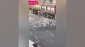 گرسنه ماندن کبوتر ها بخاطر کرو...