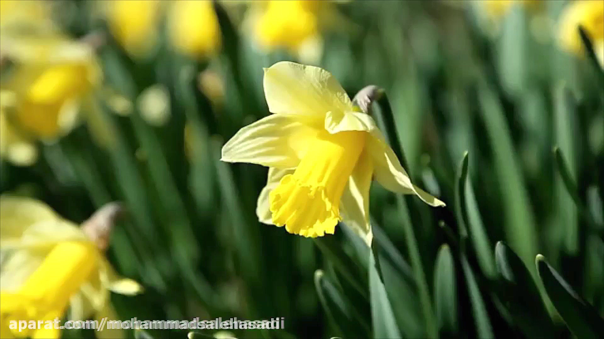 نیمه ماه شعبانه ( کلیپ شاد ولا...