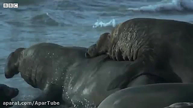 بهترین مبارزات جفتگیری حیوانات