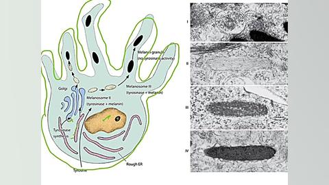 بافت شناسی پزشکی: پوست (بخش دو...