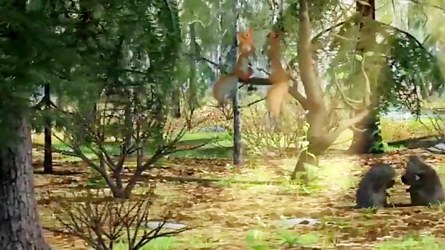 برنامه کودک کارتون ماشامیشا قس...