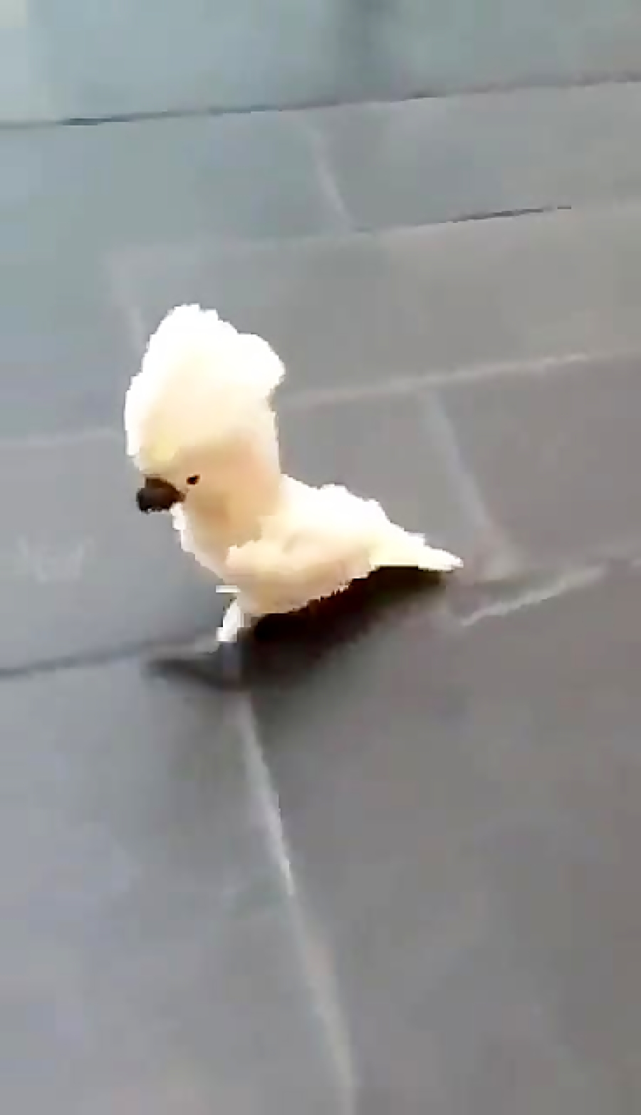 سگ های جدید