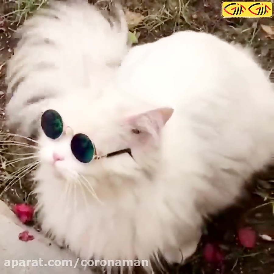 گربه لاکچری   گربه خفن