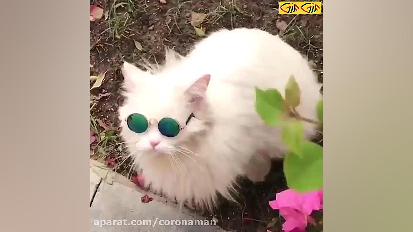 گربه لاکچری   گربه خفن