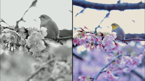 کلیپ تبریک عید نوروز ۱۳۹۹ با ص...